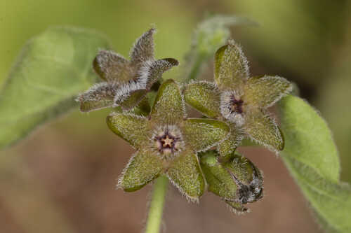 Matelea pubiflora #6